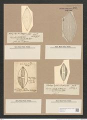 Navicula bullata Norman. (de-Toni-Nr.: Genus 1, Species 341) Zeichnungen Sammlung Grunow Nr. 784 (NHMW-BOT-W0367195)
